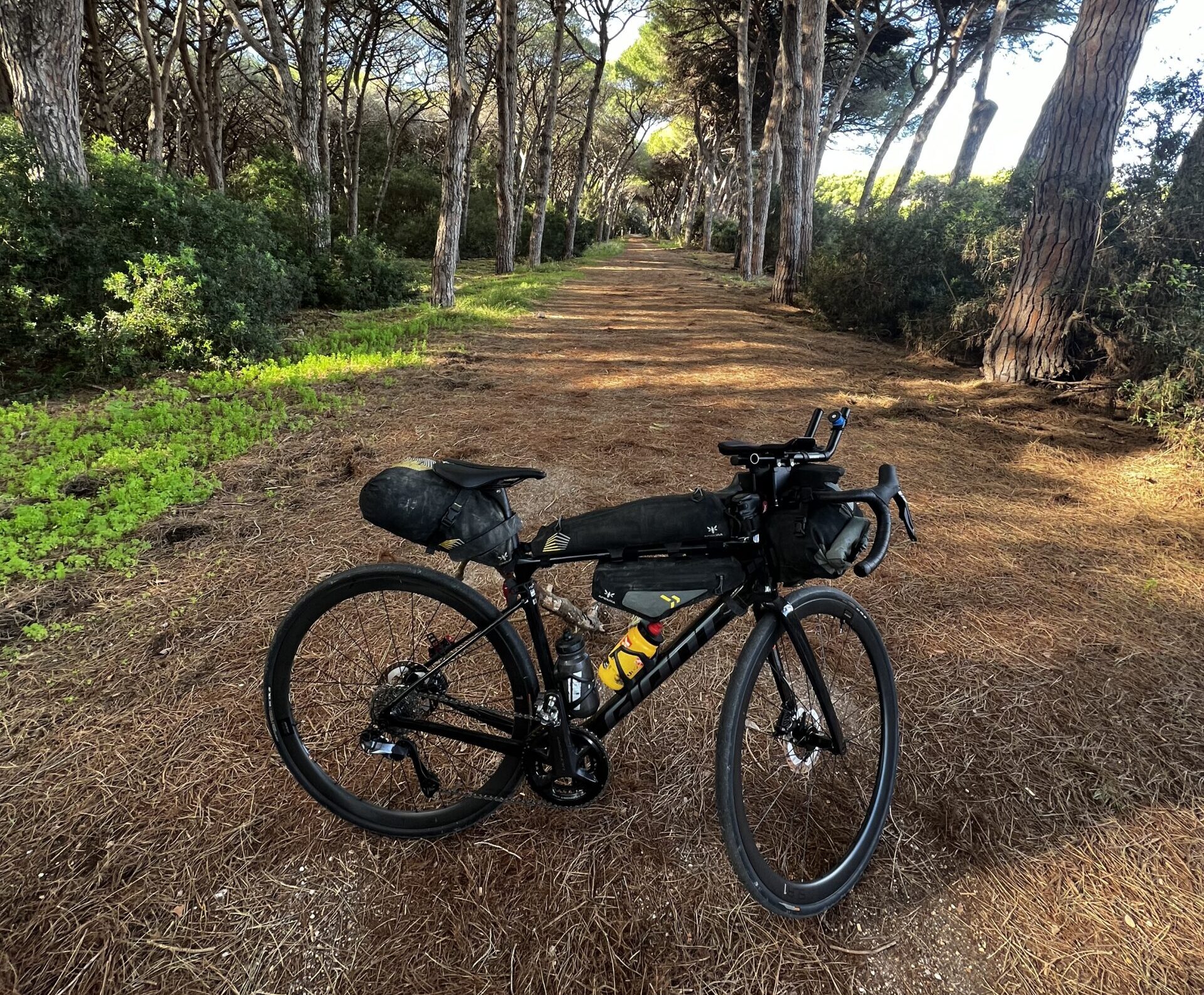 giant defy con borse bikepacking su sfondo foresta